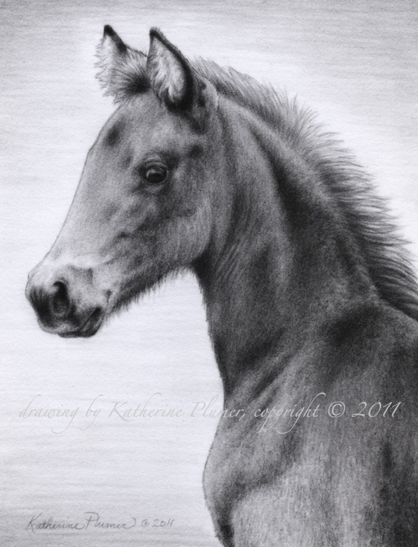 horse drawing by Katherine Plumer