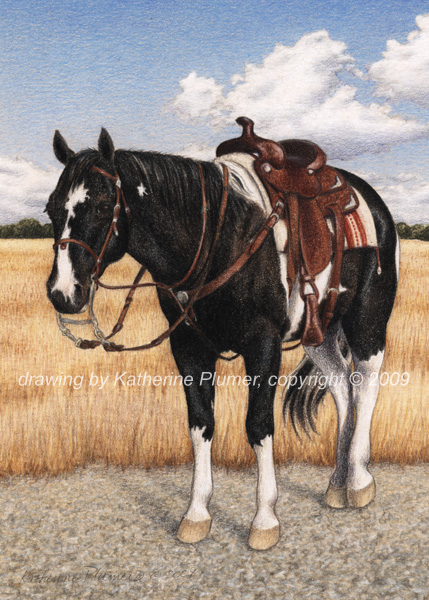 horse drawing by Katherine Plumer