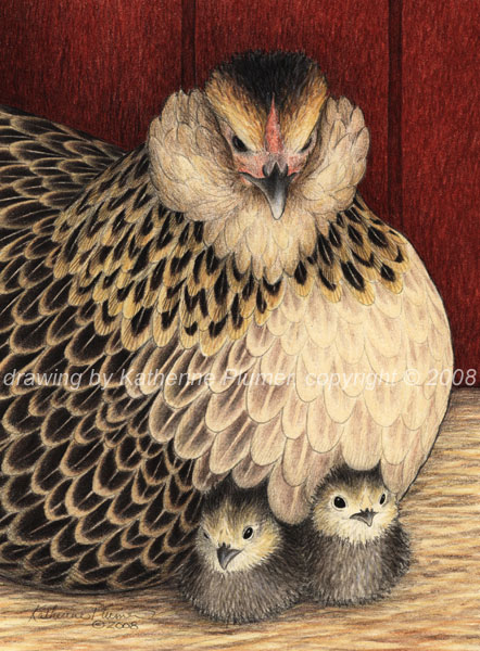 D'Anver hen and chicks drawing